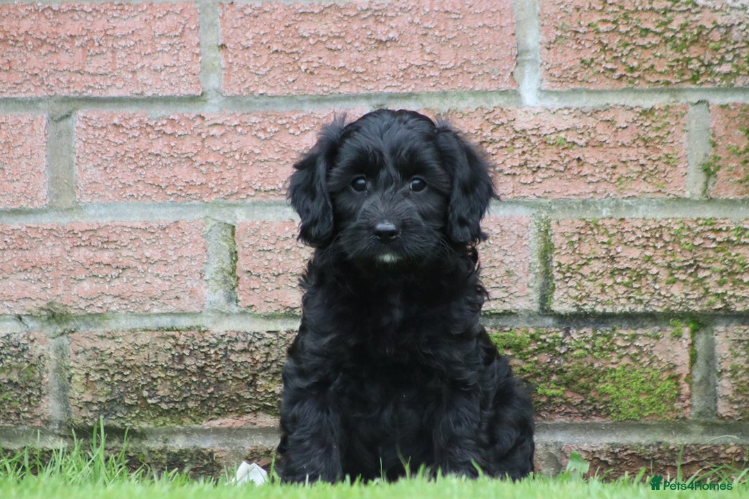 Cavapoo dogs for sale: F1 Cavapoo puppies for sale - Image 4
