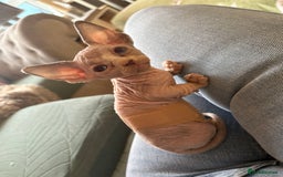 Sphynx cats for sale: Sphynx/ Bambino/ Elf Kittens - Image 8