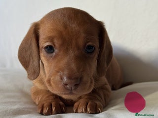 Miniature Dachshund dogs - Advert 8