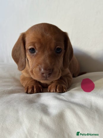 Miniature Dachshund dogs - Advert 9