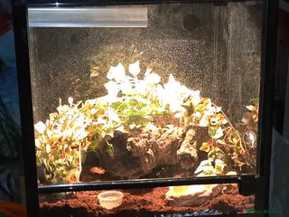 Gecko reptiles Gargoyle gecko and Tank - Advert 5