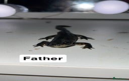 Other/Mixed Breed fish for sale: Baby Spanish ribbed newts - Image 3