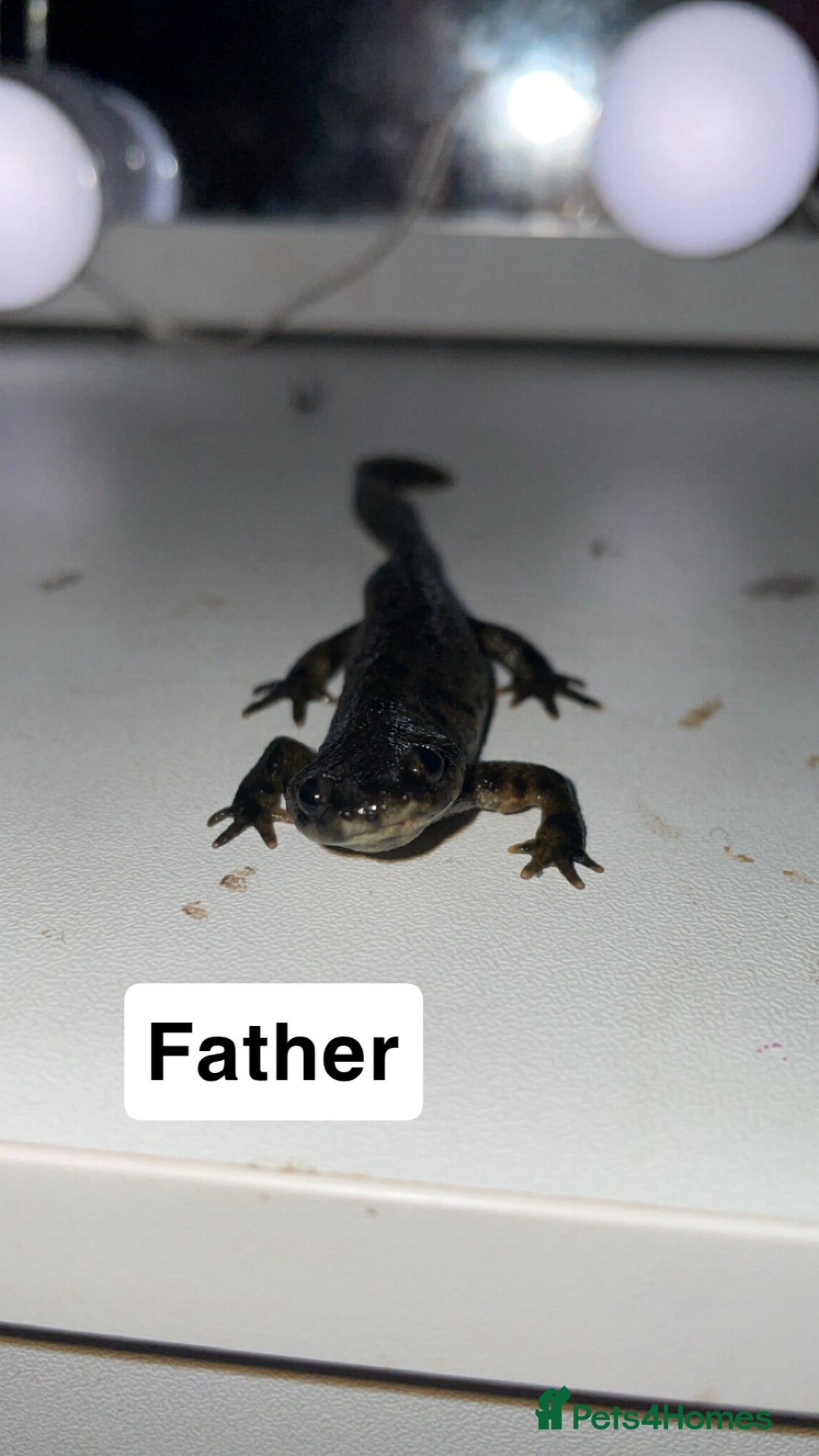 Other/Mixed Breed fish for sale: Baby Spanish ribbed newts - Image 3