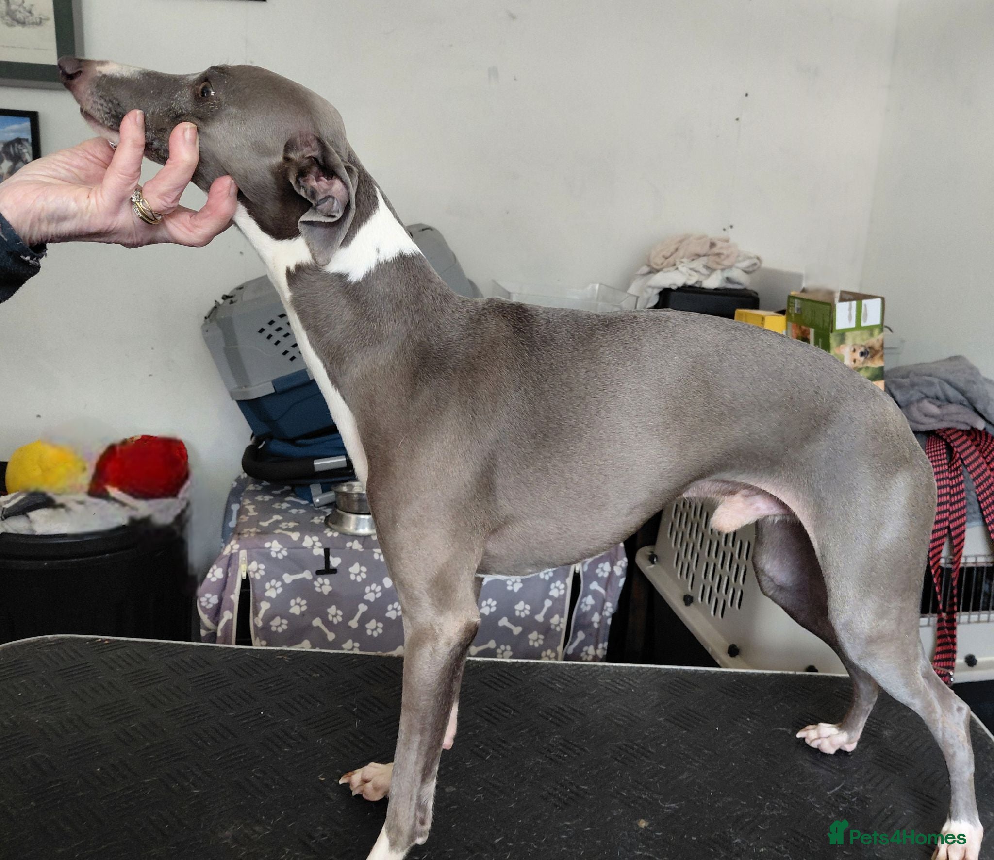 Italian Greyhound dogs At stud - Advert 19
