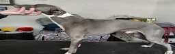Italian Greyhound dogs for stud: At stud - Advert 1