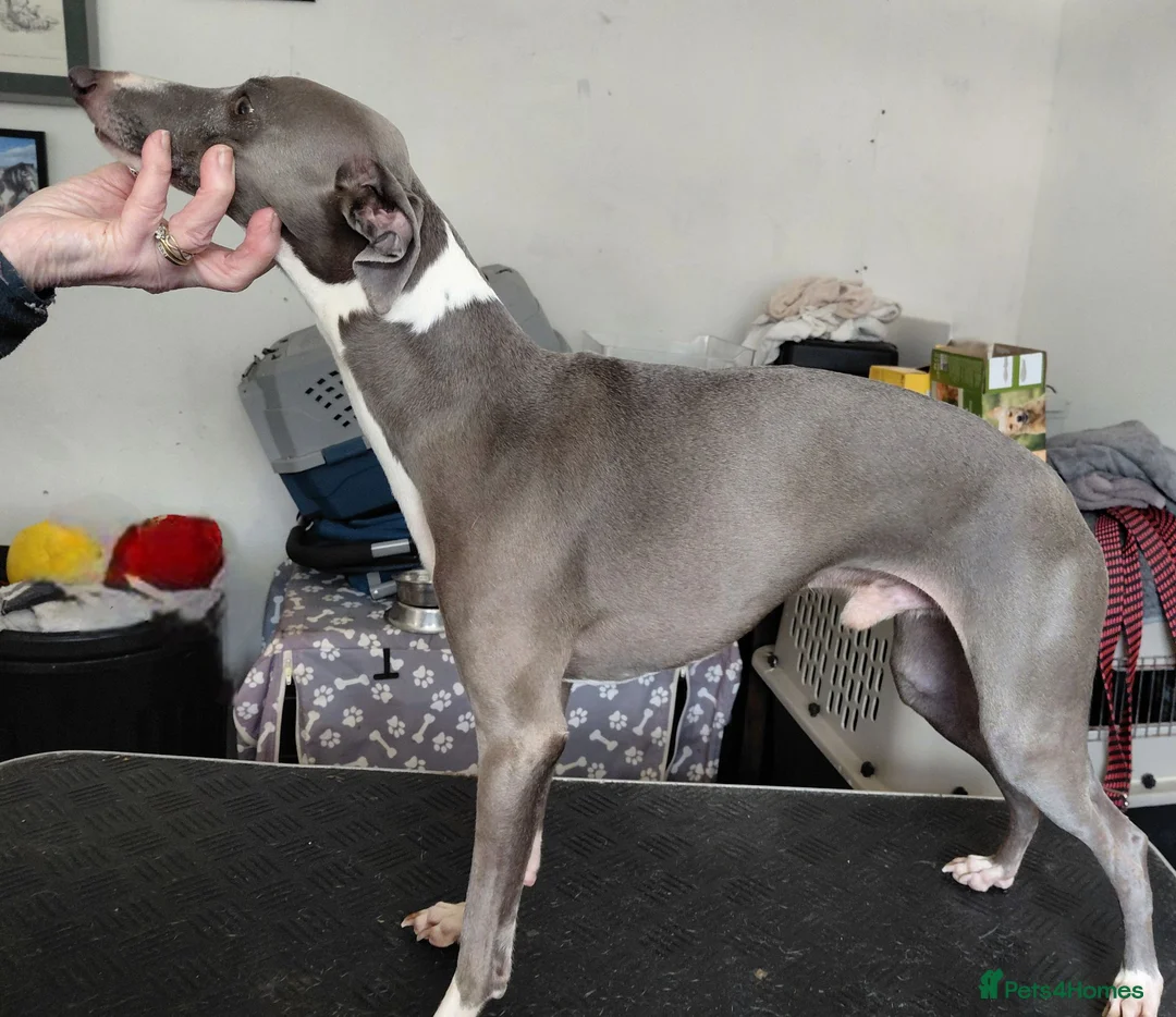 Italian Greyhound dogs for stud: At stud - Advert 1