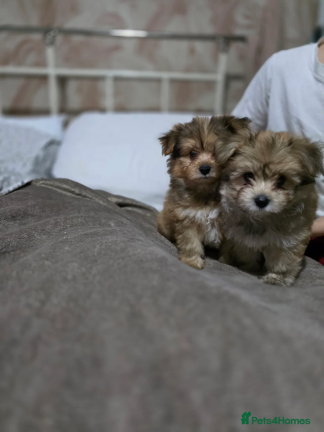 Mixed Breed dogs for sale: Taco and Sushi, super fluffy boys. - Advert 12