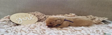 Labrador Retriever 5