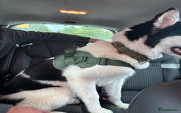 Mixed Breed dogs for sale: Husky cross malamute for sale - Image 6