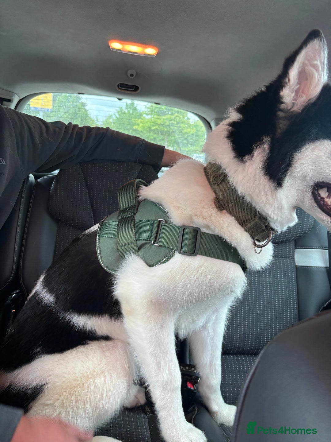 Mixed Breed dogs for sale: Husky cross malamute for sale - Image 6