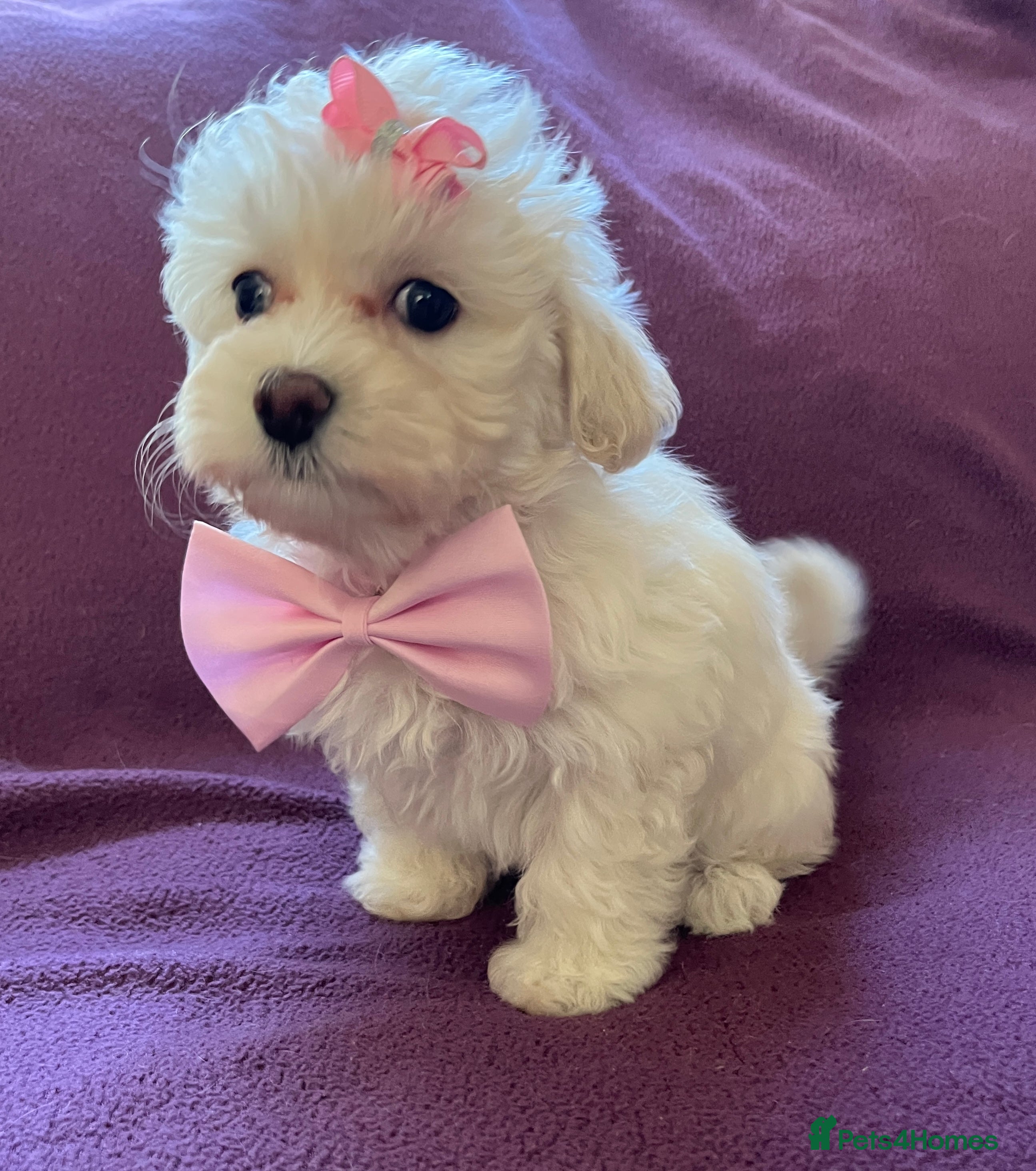 Maltipoo dogs 🐾Maltipoo Puppies🐾 (1 Girl Left) - Advert 6