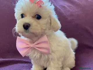 Maltipoo dogs 🐾Maltipoo Puppies🐾 (1 Girl Left) - Advert 6