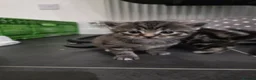Mixed Breed cats for sale: Beautiful Kittens  in Lichfield - Advert 6