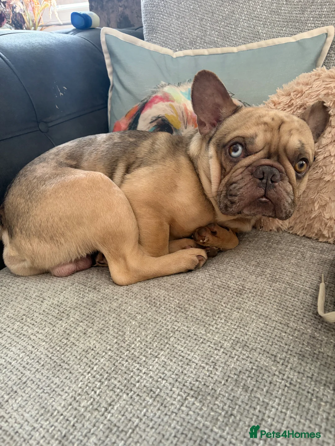 French Bulldog dogs for sale: Beautiful Bleu the French Bulldog - Advert 1