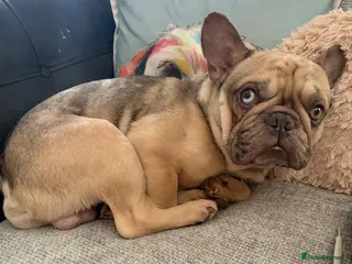 French Bulldog dogs Beautiful Bleu the French Bulldog - Advert 1