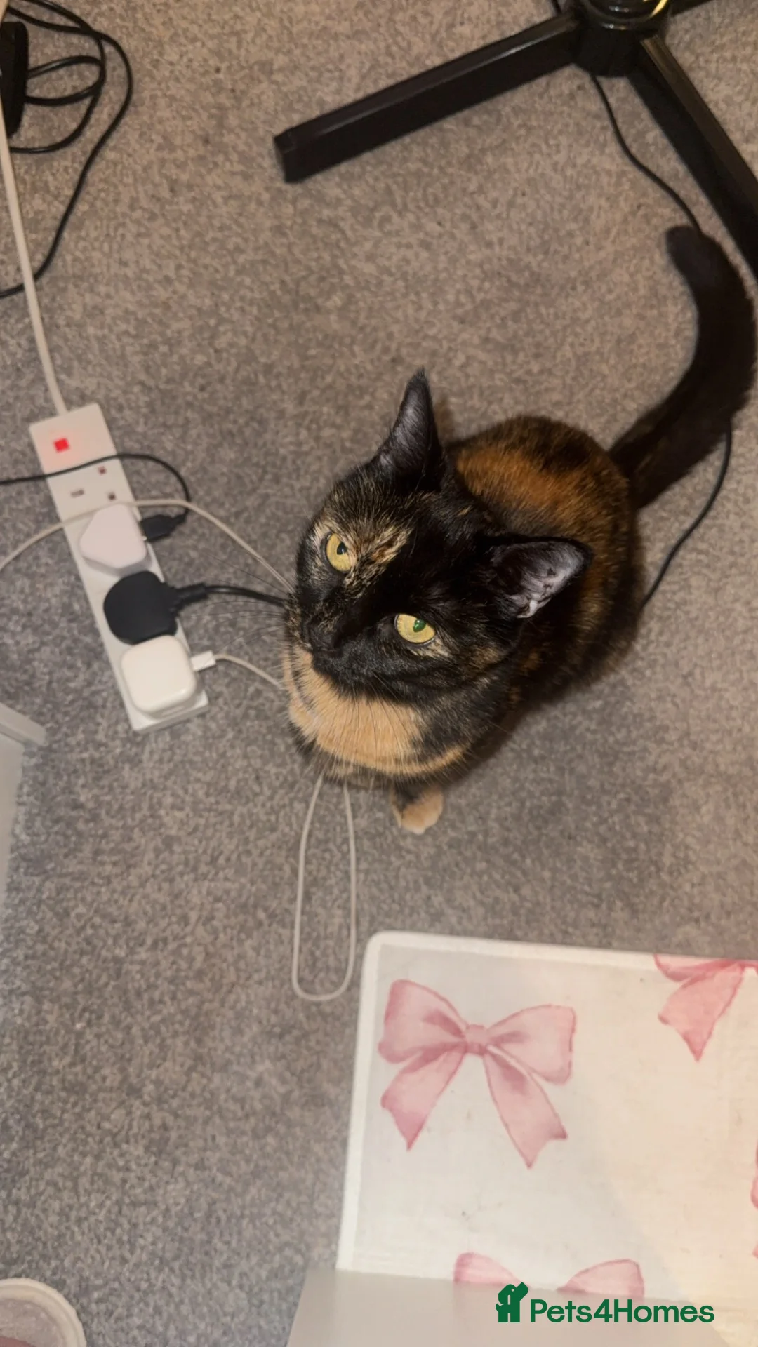 British Shorthair cats for sale: Beautiful Ahri in Worksop - Advert 5