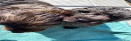 Cockapoo dogs for sale: Six Beautiful Merle Cockapoo Puppies - Advert 9