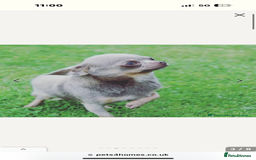 Chihuahua dogs for sale: Outstanding BLUE/TAN & LILAC/TAN puppies  - Image 4