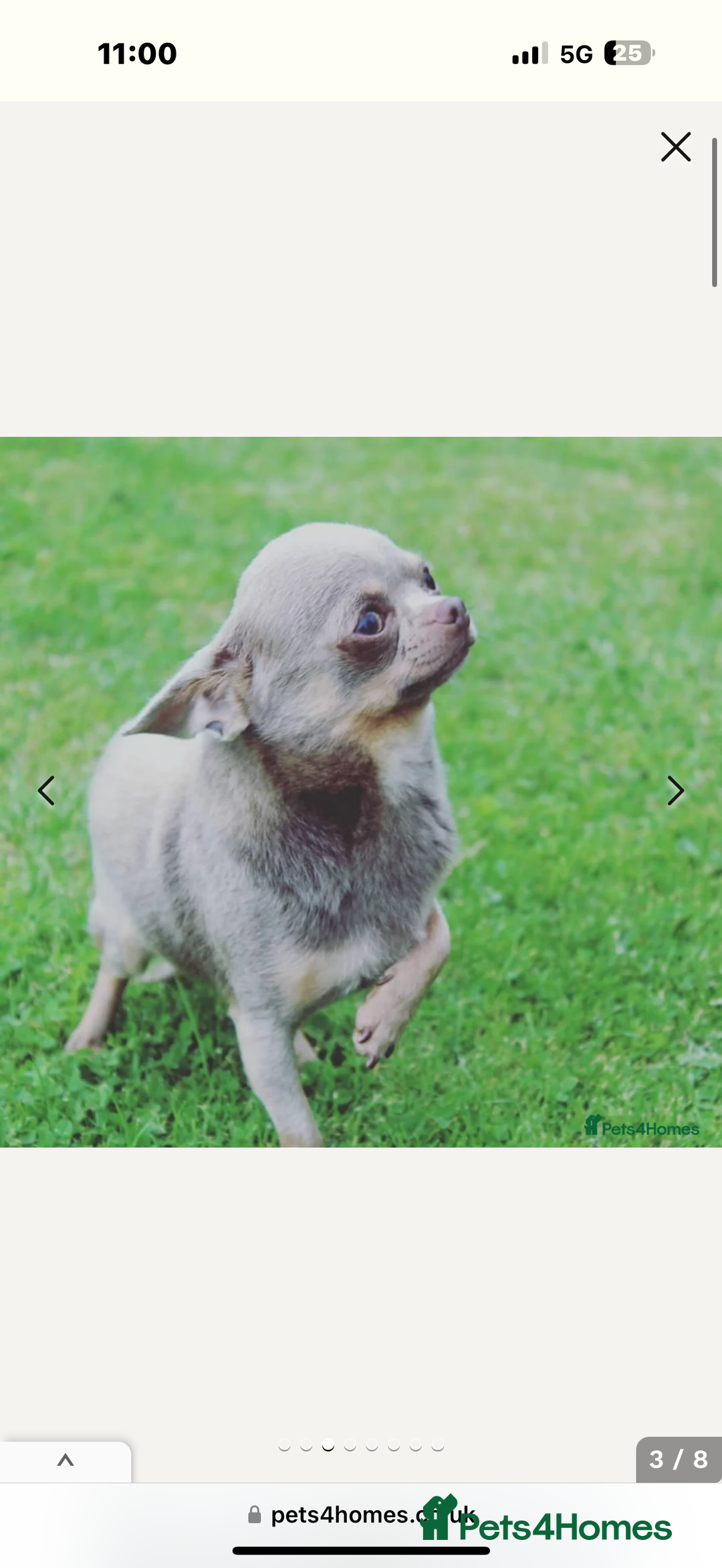 Chihuahua dogs for sale: Outstanding BLUE/TAN & LILAC/TAN puppies  - Image 4