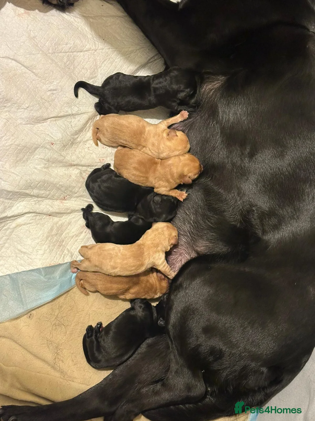 Labrador Retriever dogs for stud: Red Labrador KC registered - Advert 13