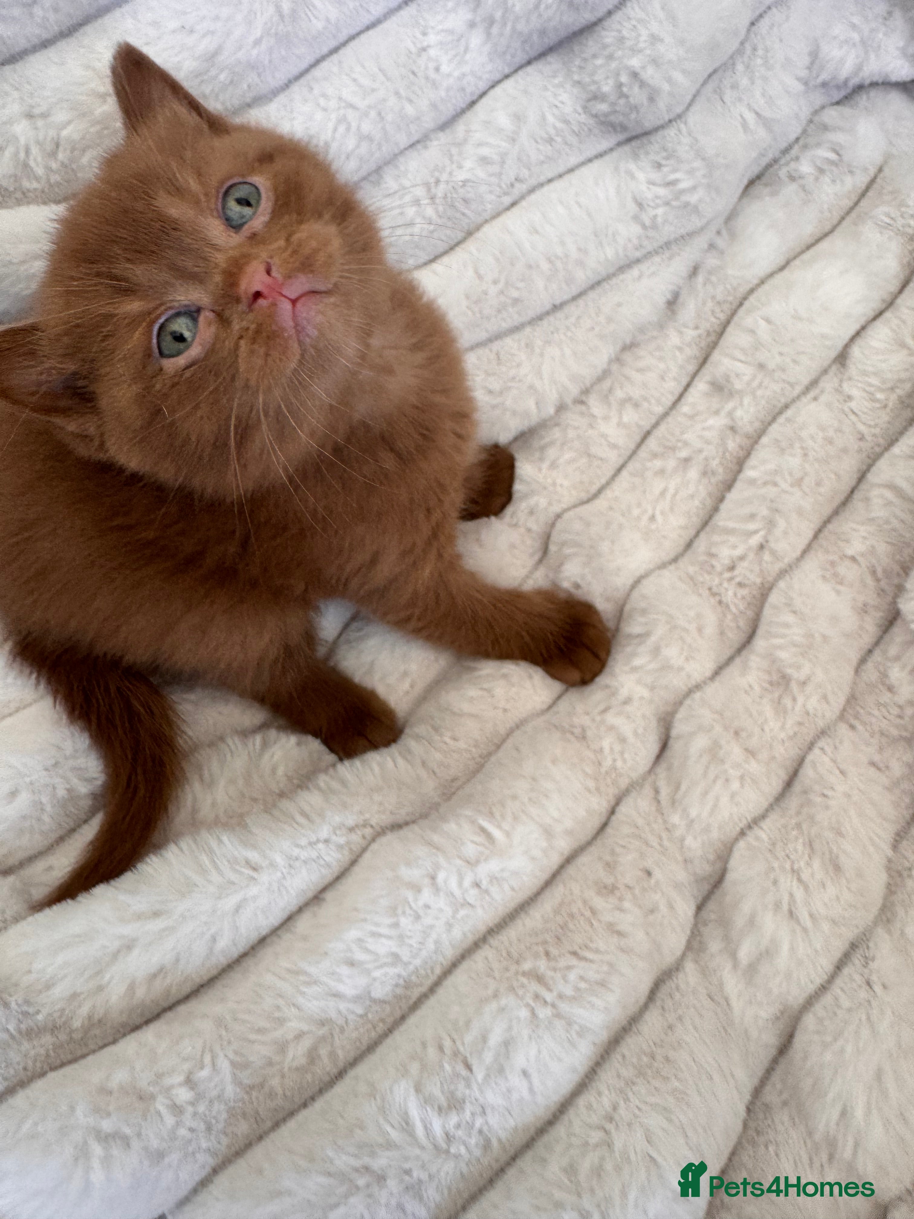 British Shorthair cats 😍SHOW-STOPPING BRIT SHORTHAIR LITTERS 😍 - Advert 2