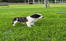 Mixed Breed dogs for sale: St Bernard Cross Puppies - Image 2