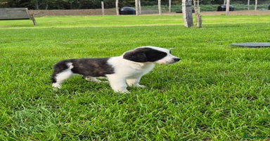 Mixed Breed dogs - Advert 10