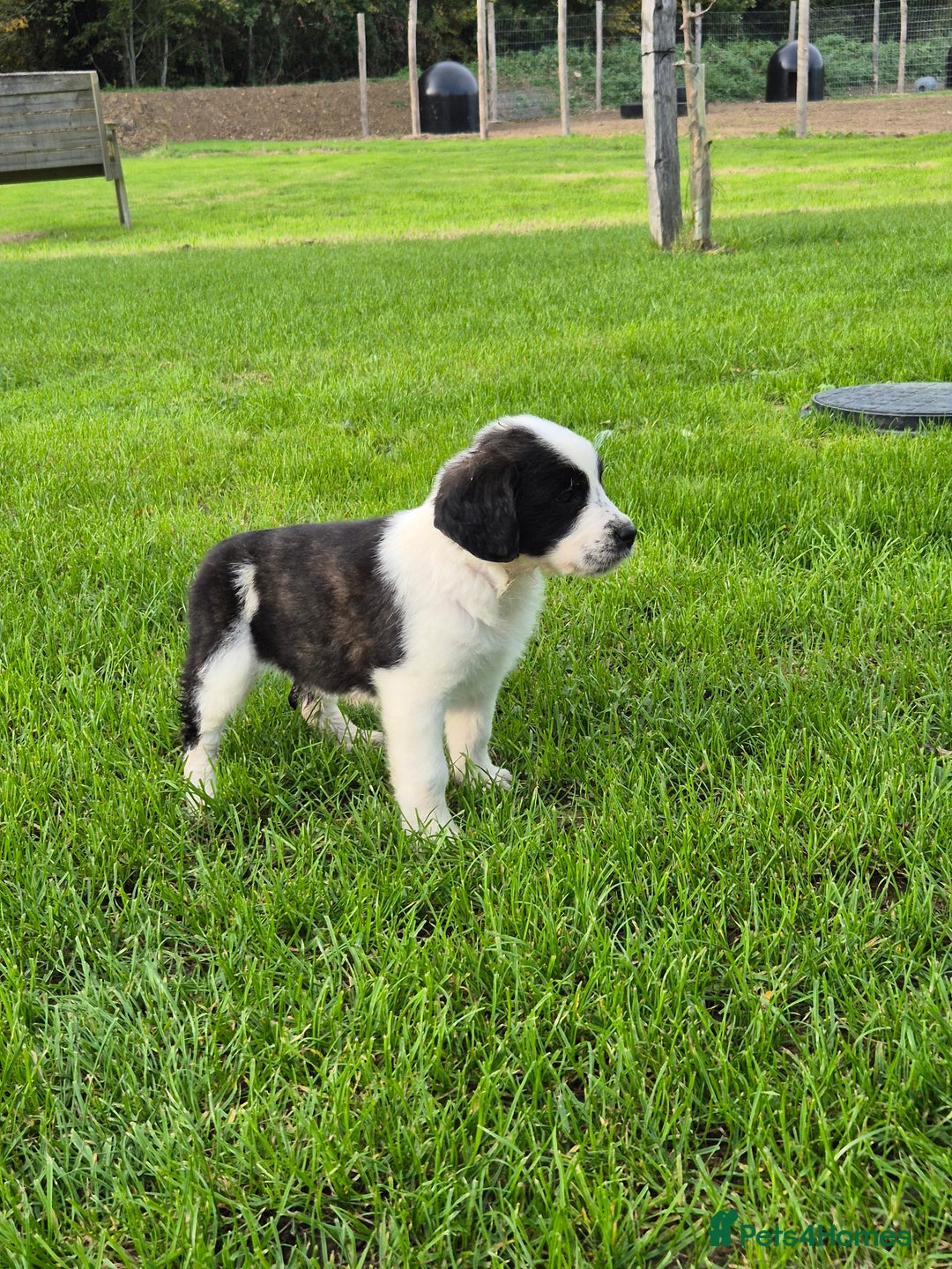 Mixed Breed dogs for sale: St Bernard Cross Puppies - Image 2