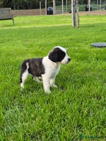 Mixed Breed dogs - Advert 12
