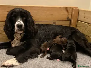 Cocker Spaniel dogs KC Registered Litter of Cocker Spaniels - Advert 8