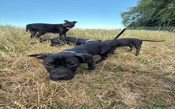 Staffordshire Bull Terrier dogs for sale: Staffy Puppy's for sell in Liverpool - Image 4