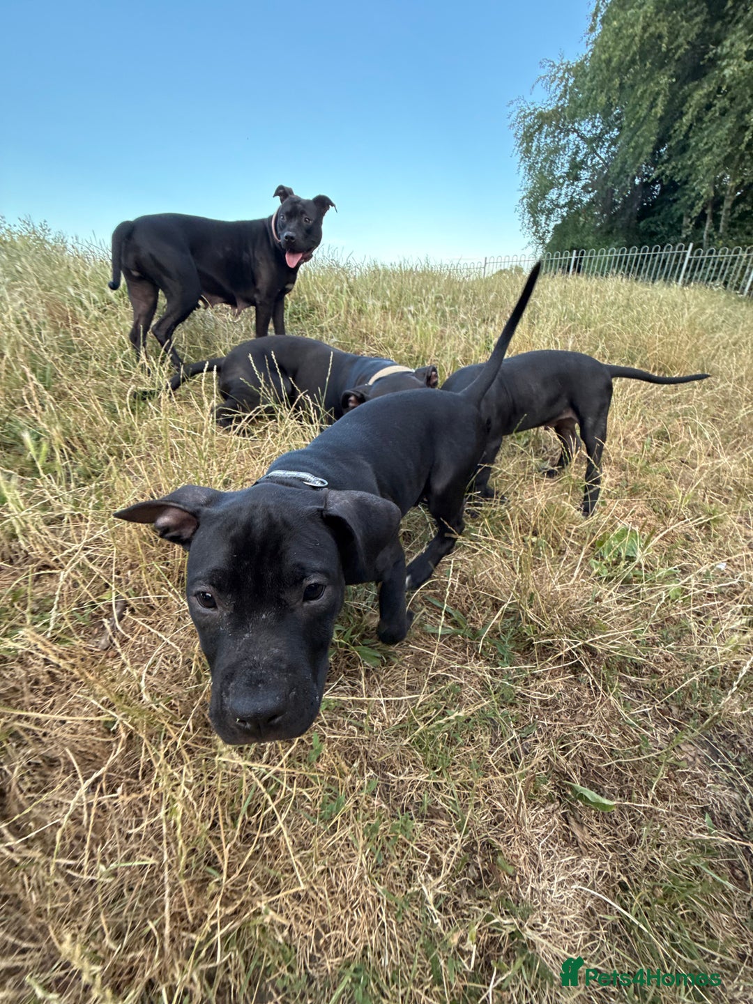 Staffordshire Bull Terrier dogs for sale: Staffy Puppy's for sell in Liverpool - Image 4