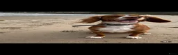 Cockapoo dogs for sale: Adorable Cockapoo Puppies in Keighley - Advert 23
