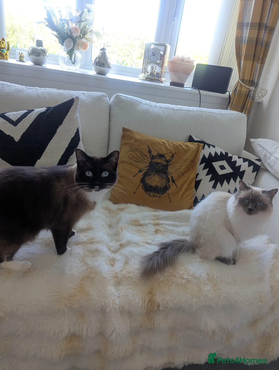 Ragdoll cats for sale: 2 Ragdoll cats in Cramlington - Advert 1