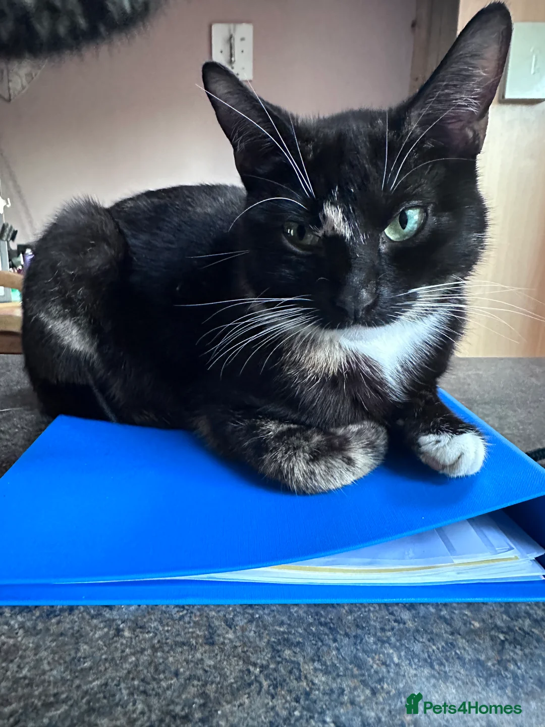 Domestic Shorthair cats for sale: 11 week old male kitten - Advert 2