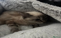 Domestic Shorthair cats for sale: 4 female cats - Advert 4