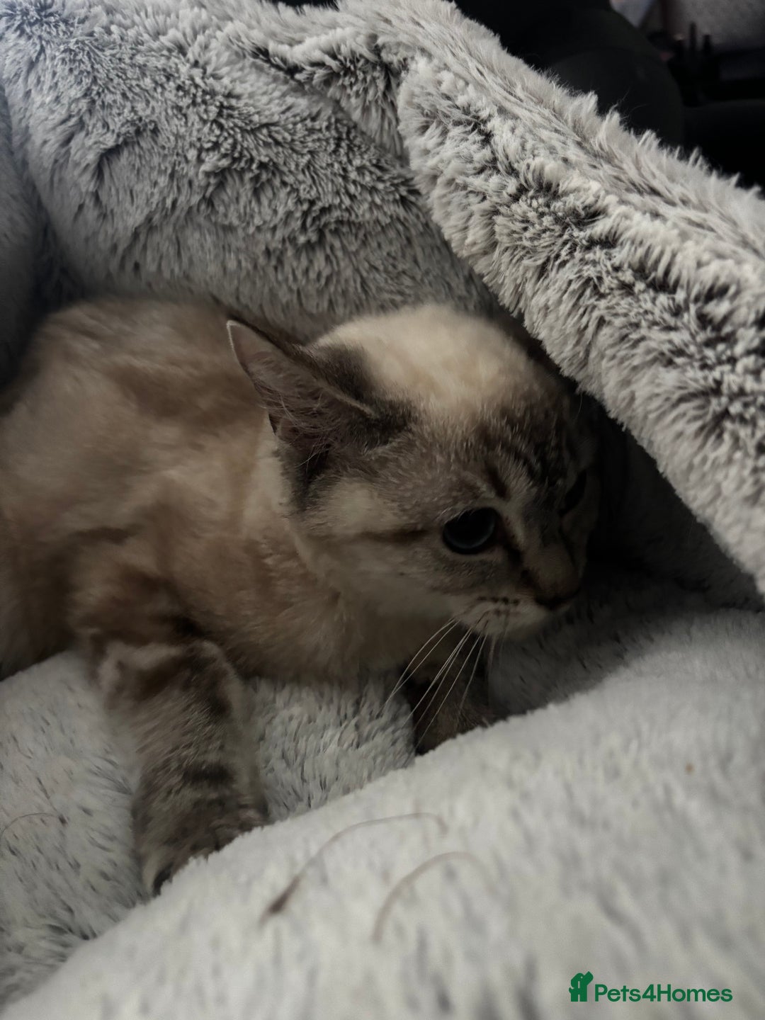 Domestic Shorthair cats for sale: 4 female cats - Advert 4