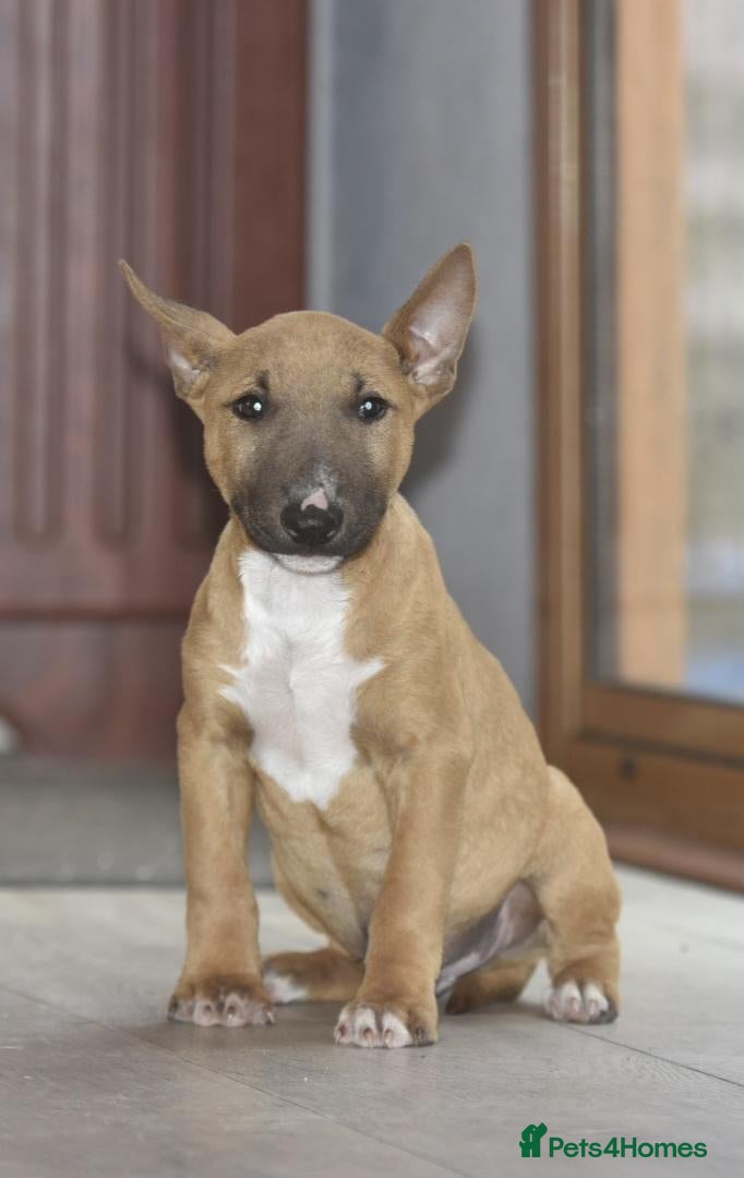 English Bull Terrier dogs Last male! Fully vaccinated! EBT x MBT - Advert 12