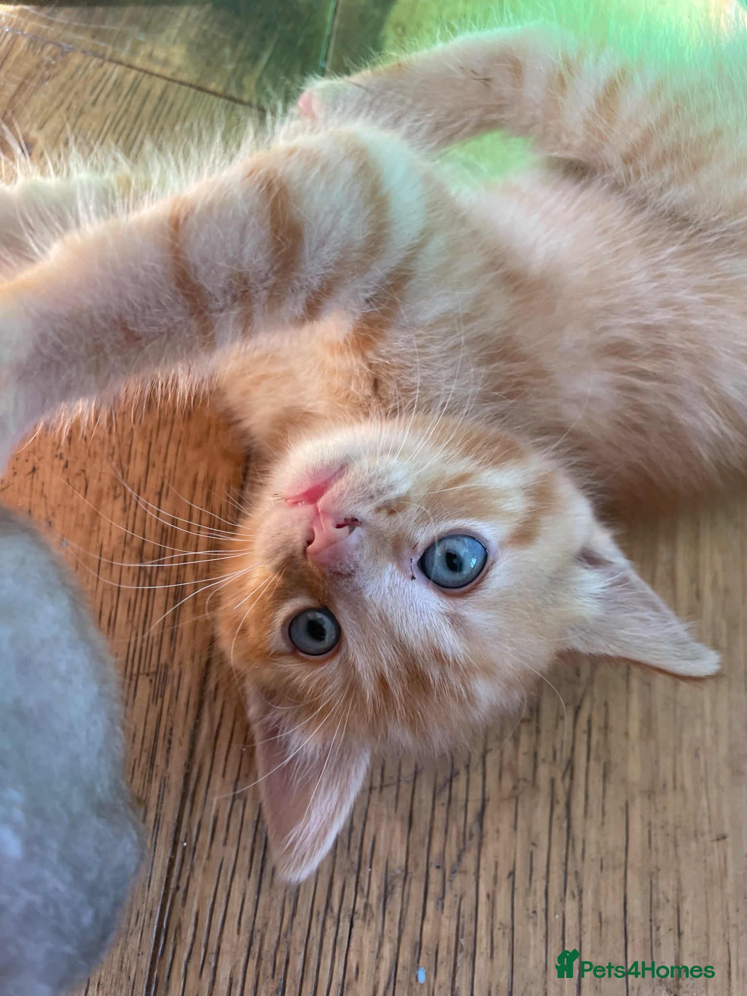 Mixed Breed cats 3 fluffy Rag doll x Cornish Rex male kittens - Advert 2