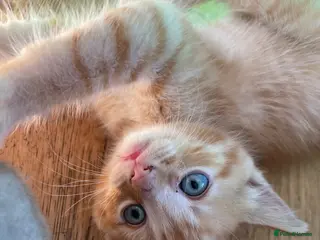 Mixed Breed cats 3 fluffy Rag doll x Cornish Rex male kittens - Advert 2