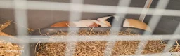 Guinea Pig rodents for sale: 2 Guinea pigs and hach  in Bordon - Advert 5