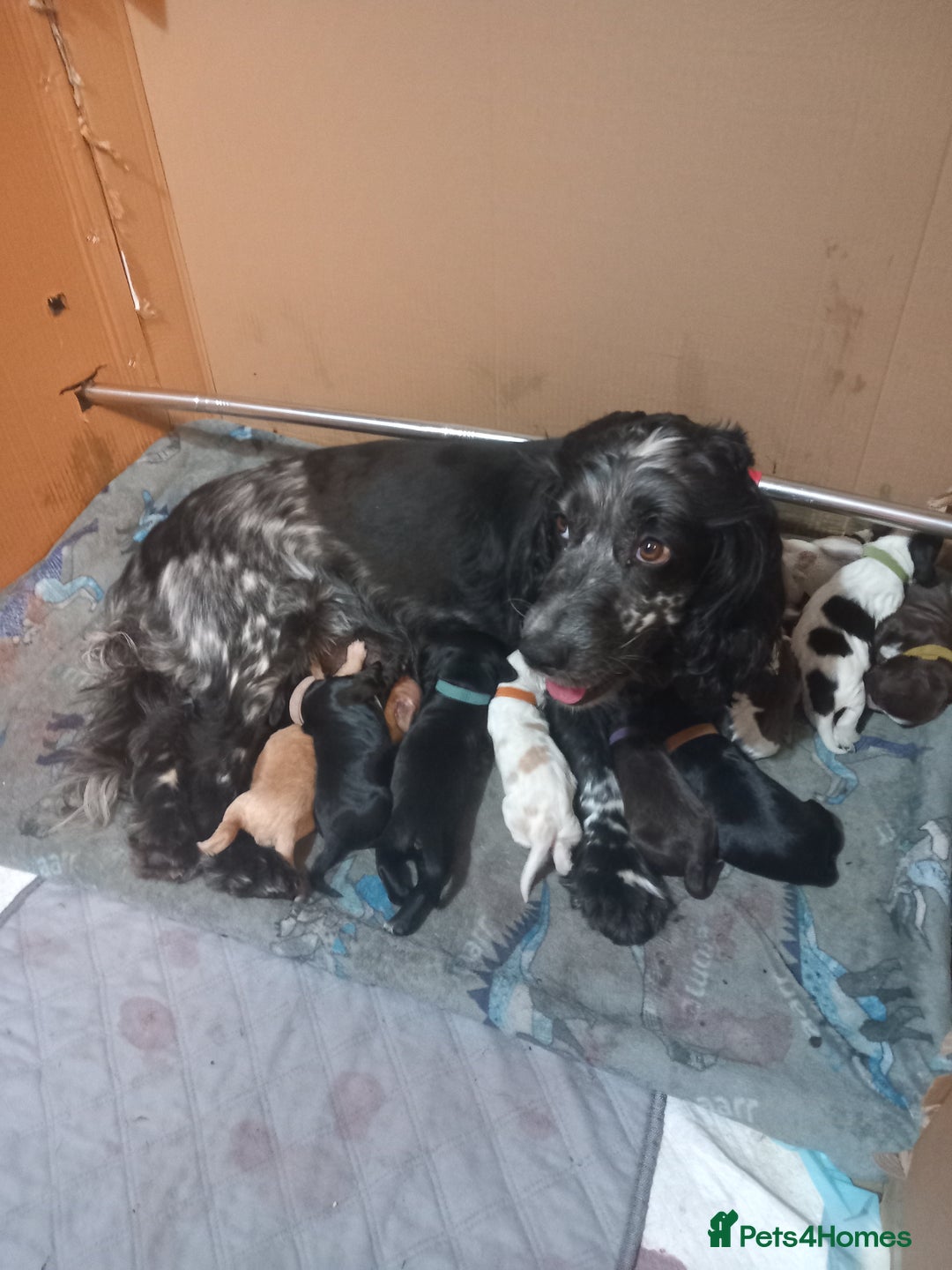 Cocker Spaniel dogs for sale: Cockerspaniel boy 12 weeks old  - Image 6