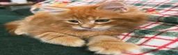 Maine Coon cats for sale: 🐱 Beautiful ginger half maine coon kittens - Advert 3