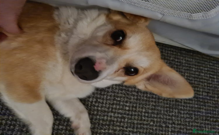 Welsh Corgi Pembroke dogs - Advert 1