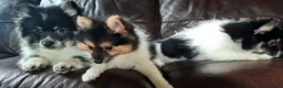 Mixed Breed dogs for sale: Gorgeous Pomeranian × Japanese Spitz Puppies in Falkirk - Advert 3