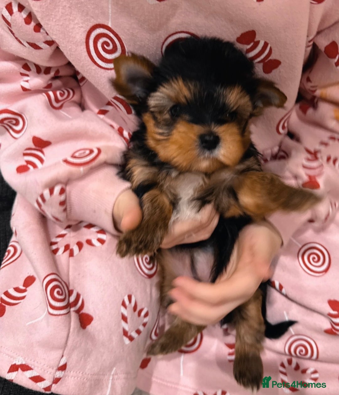 Mixed Breed dogs for sale: Pedigree Yorkshire terrier  - Advert 3