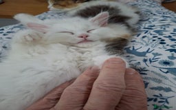 Persian cats for sale: Beautiful Nine week old Turkish Angora Female - Image 17