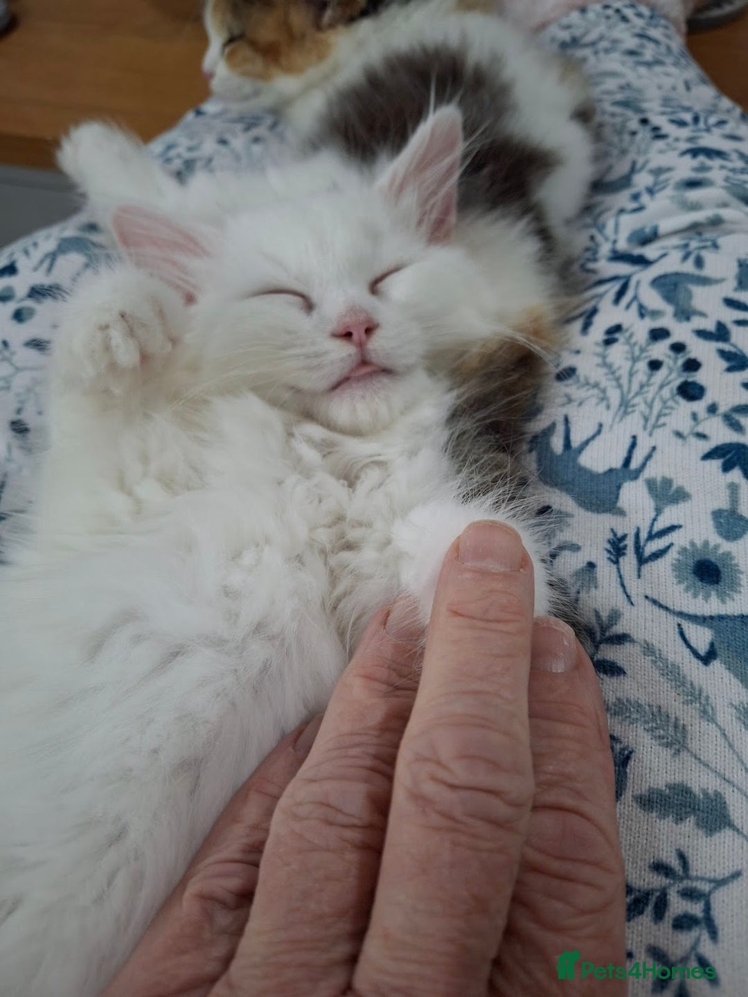Persian cats for sale: Beautiful Nine week old Turkish Angora Female - Image 17
