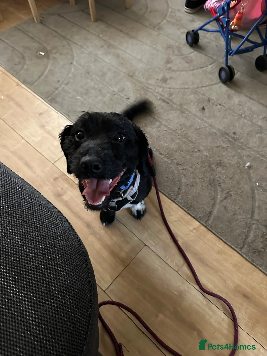 Mixed Breed dogs for sale: Coco jackapoo cross yorkie  in Norwich - Advert 1