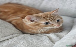 Maine Coon cats for sale: Maine X - Image 3